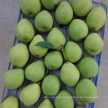 New Crop Green Color Shandong Pear